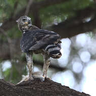 Image of Stephanoaetus Sclater & WL 1922