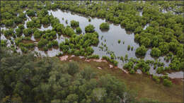 Image of sheoak