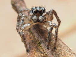 صورة Habronattus trimaculatus Bryant 1945