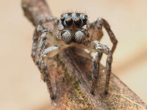 Image of Habronattus trimaculatus Bryant 1945