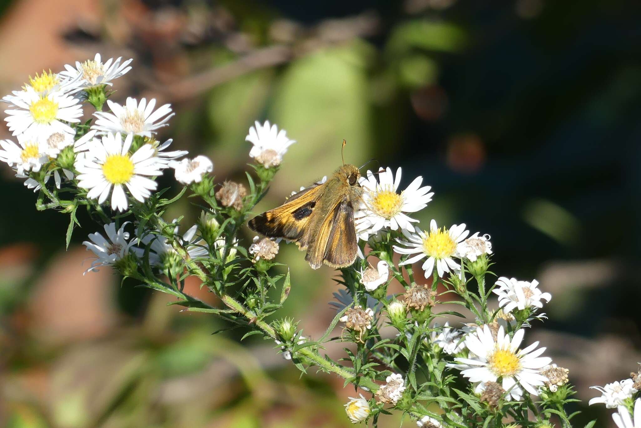 Atalopedes campestris Boisduval 1852 resmi