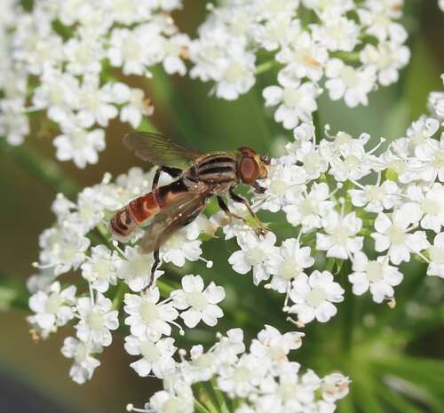 صورة Eristalinae