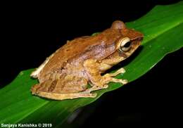 Image of Pseudophilautus papillosus (Manamendra-Arachchi & Pethiyagoda 2005)