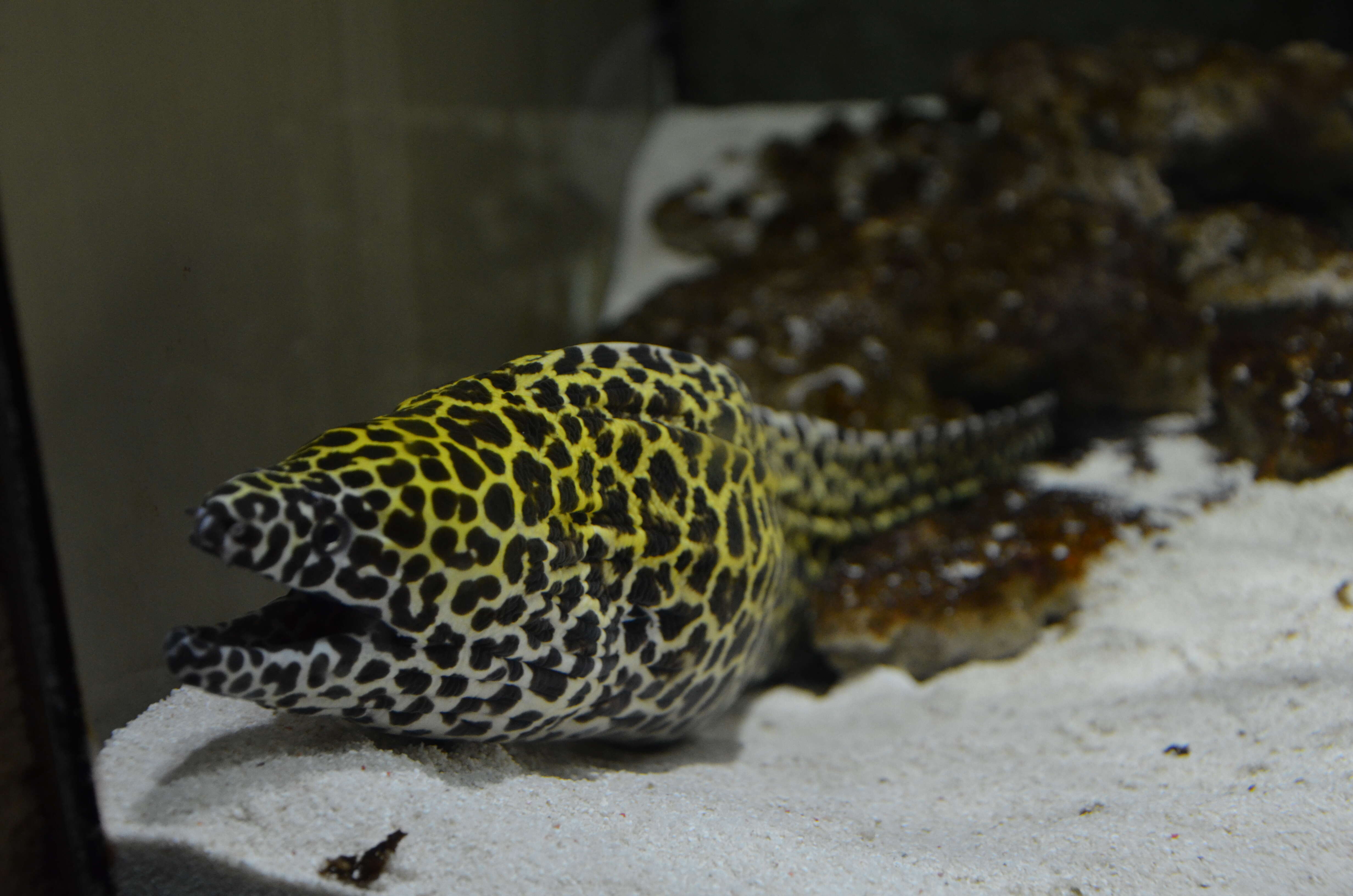 Image of morays