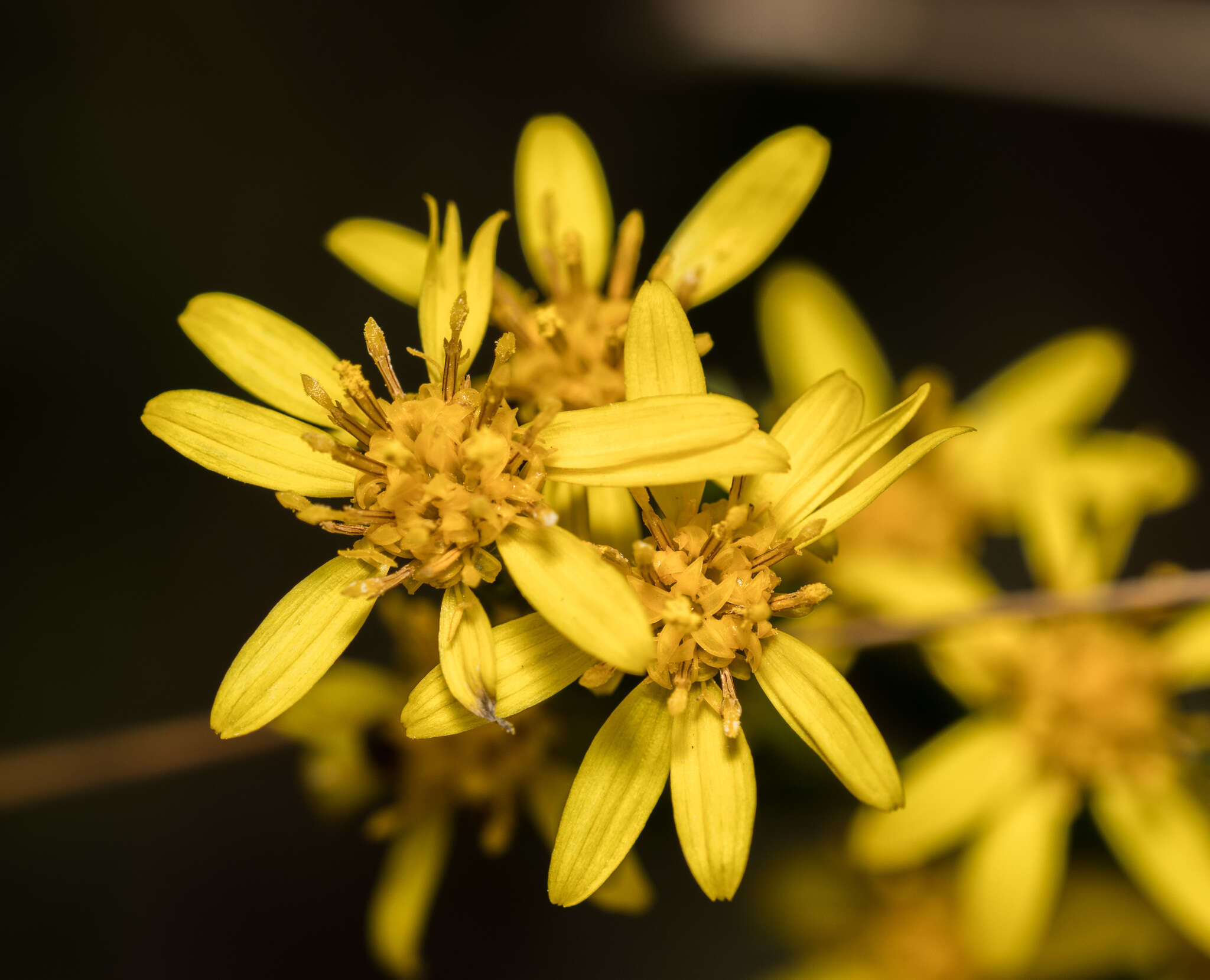 Image of Solidago decurrens Lour.