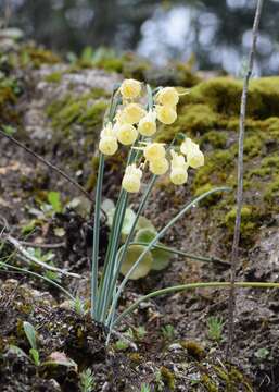 Image of Narcissus cernuus