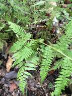 Athyrium asplenioides (Michx.) Desv. resmi