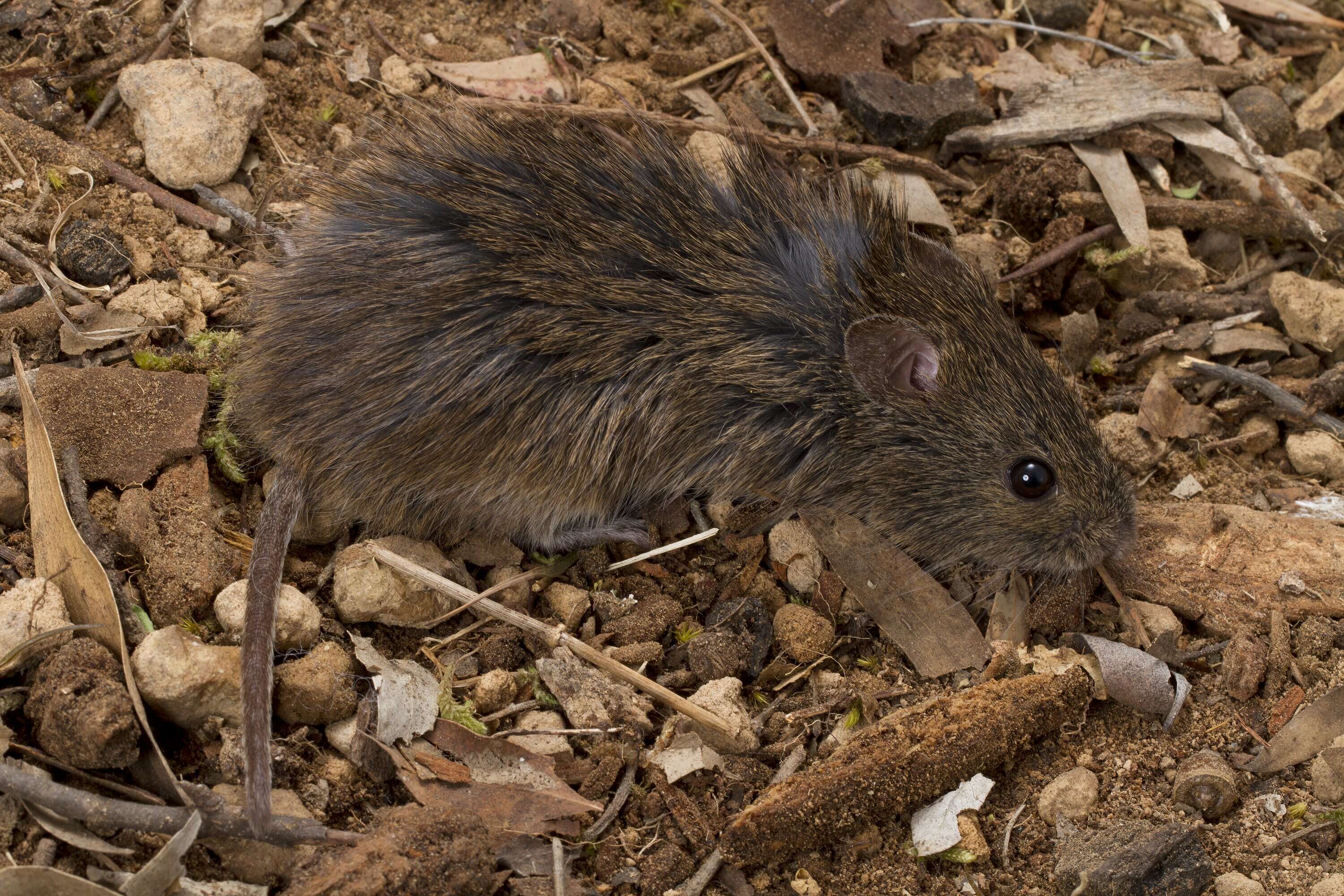 Image of Heath Mouse