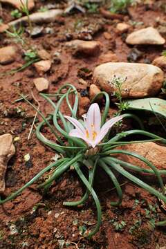 Image of Asphodelus acaulis Desf.