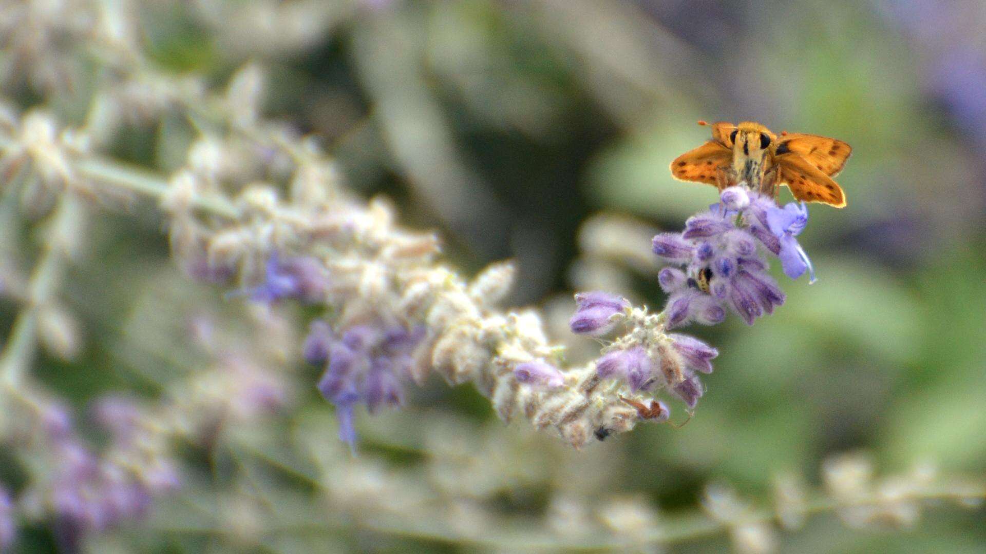 Image of Hylephila phyleus