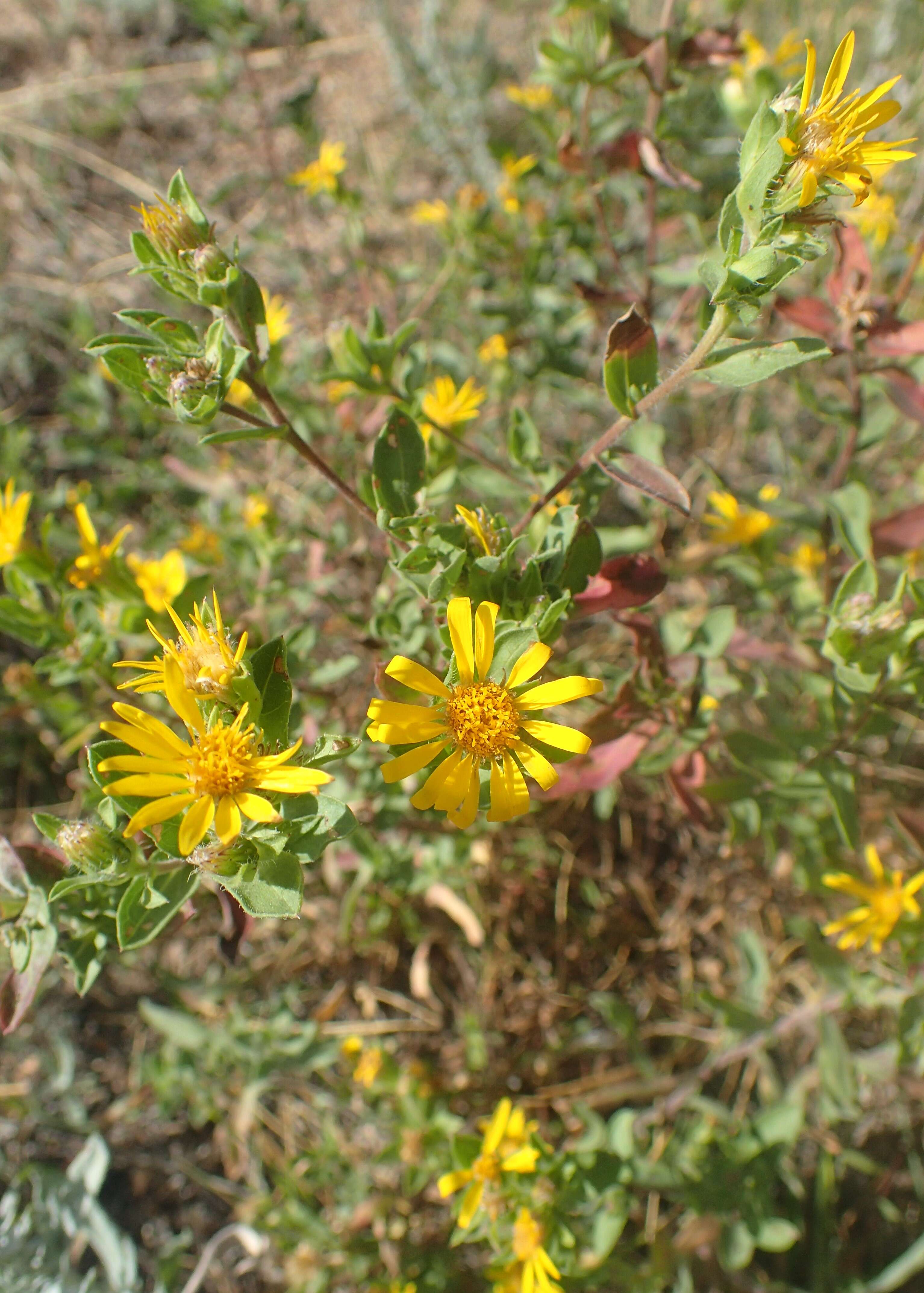 Image de Heterotheca stenophylla (A. Gray) Shinners