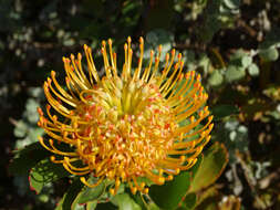 Image of silky-haired pincushion