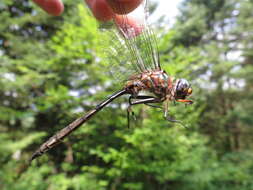 Image of Williamson's Emerald