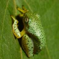 Image of Malabar Gliding Frog