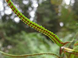 Image of Pteridophyta