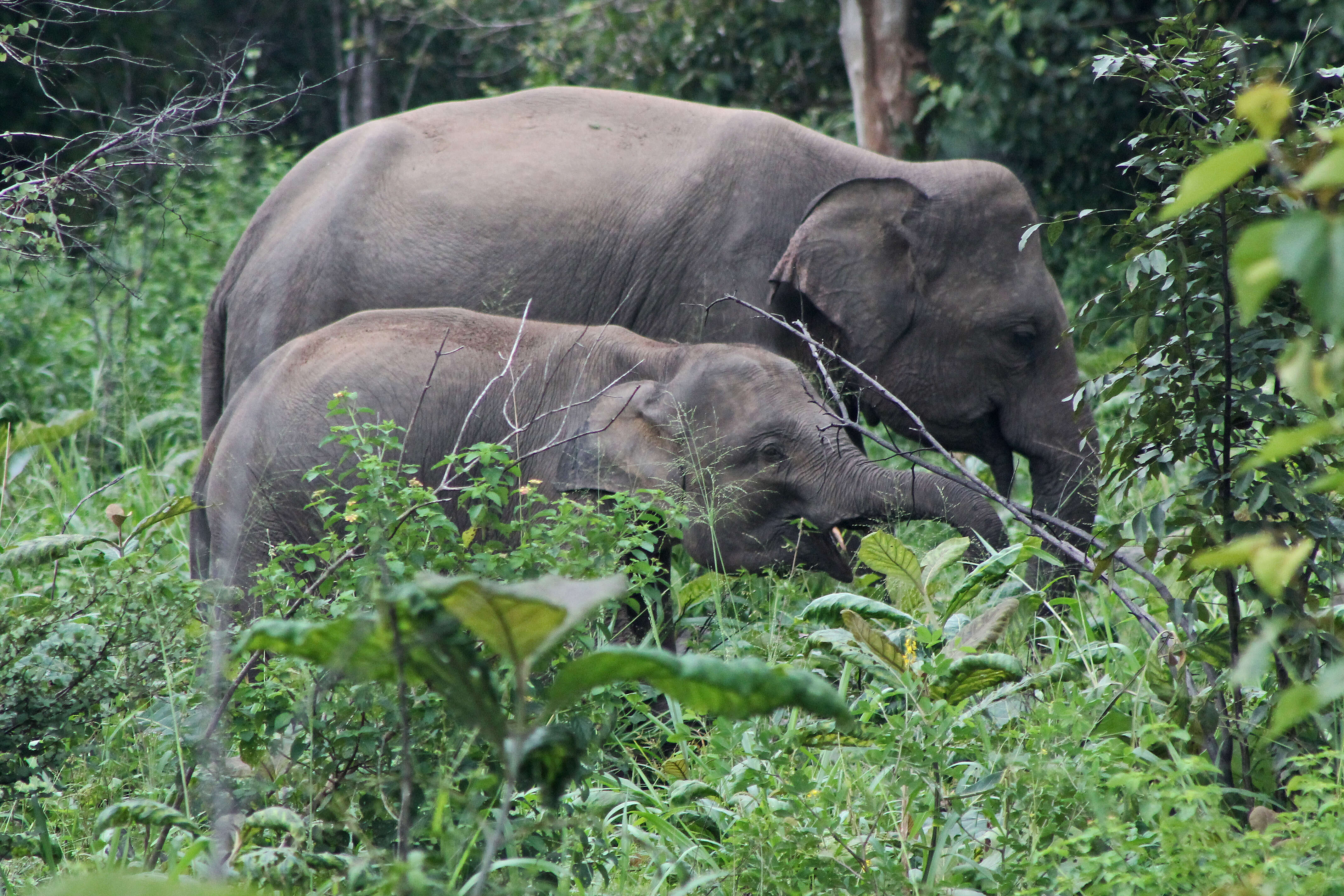 Image of Elephas Linnaeus 1758