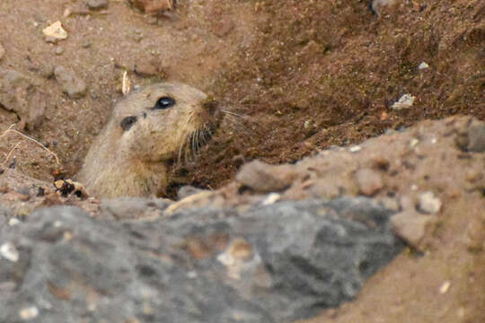 Plancia ëd Ctenomys colburni J. A. Allen 1903