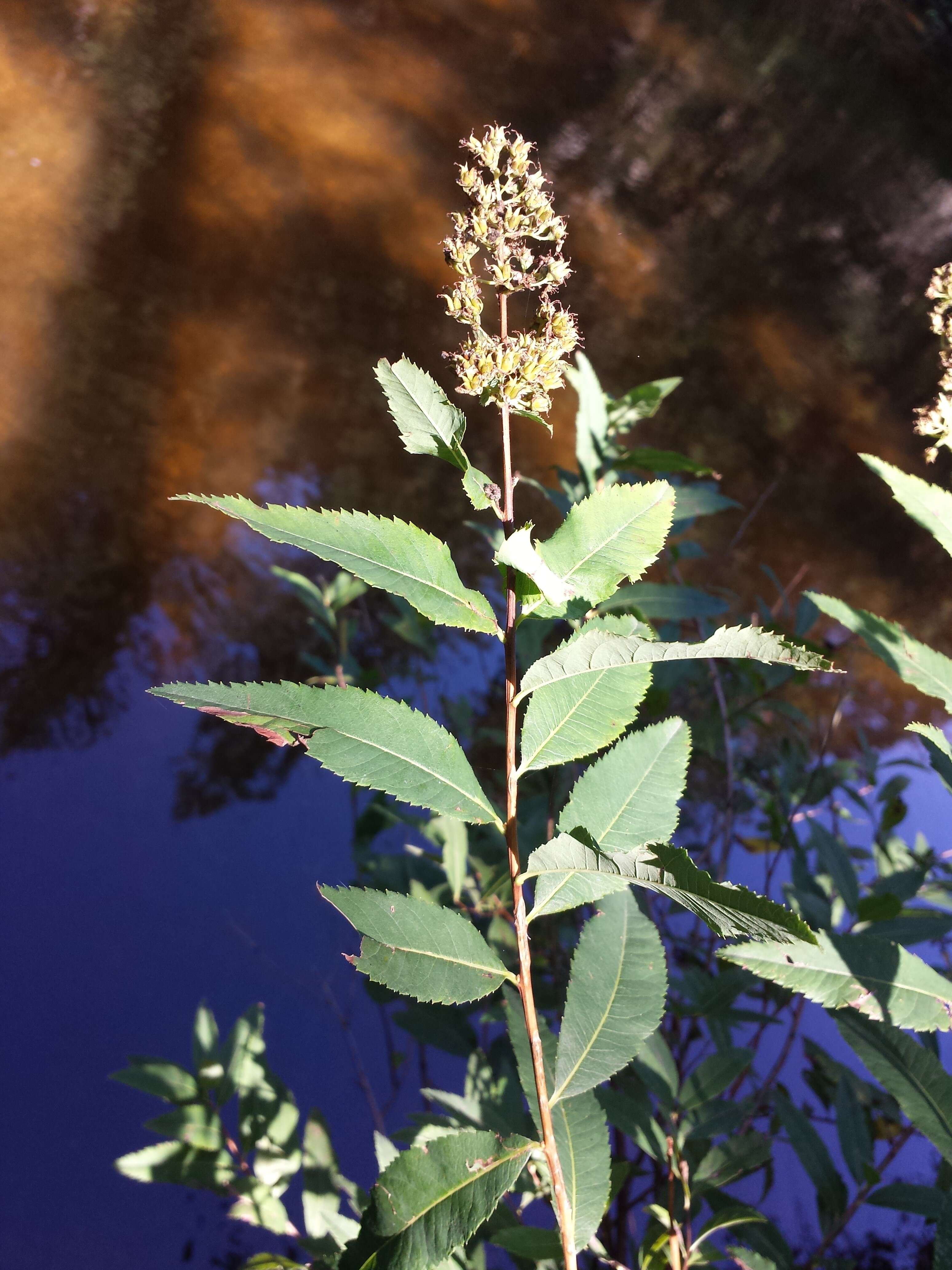 Слика од Spiraea salicifolia L.