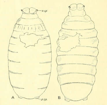 Image of Coelopa frigida (Fabricius 1805)