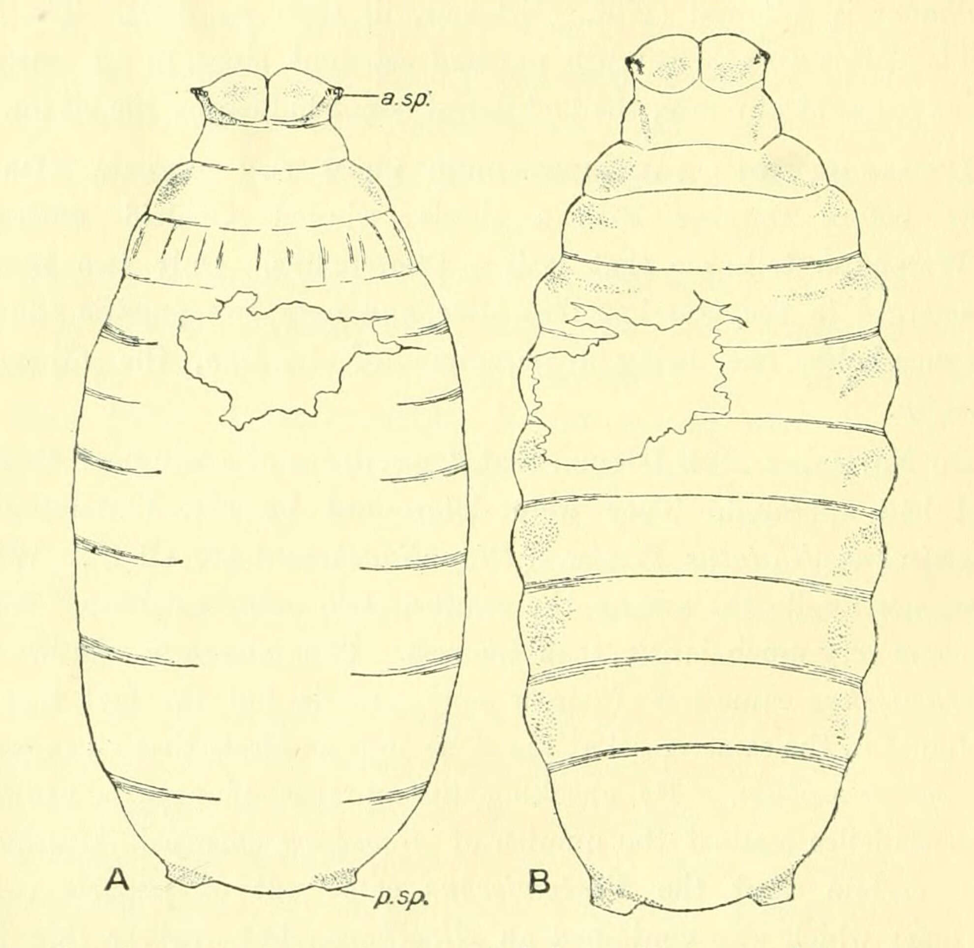 Image de Coelopa frigida (Fabricius 1805)