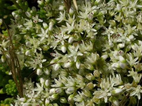 Image of White Stonecrop