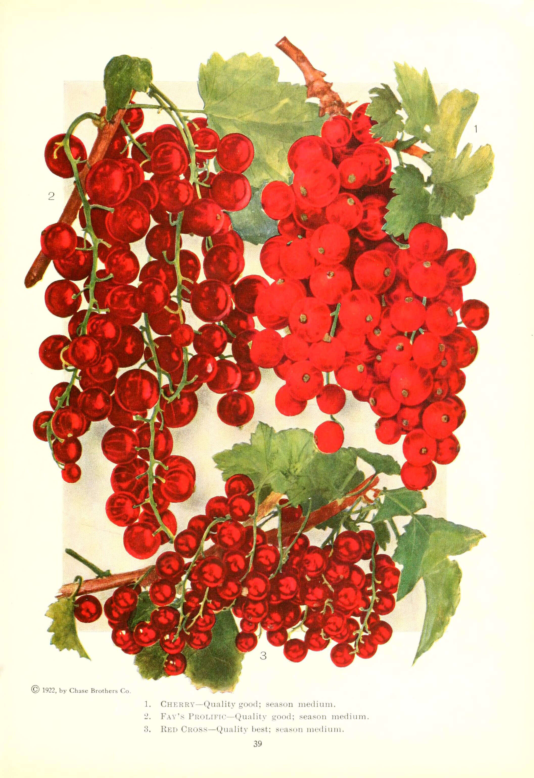 Image of Red Currant