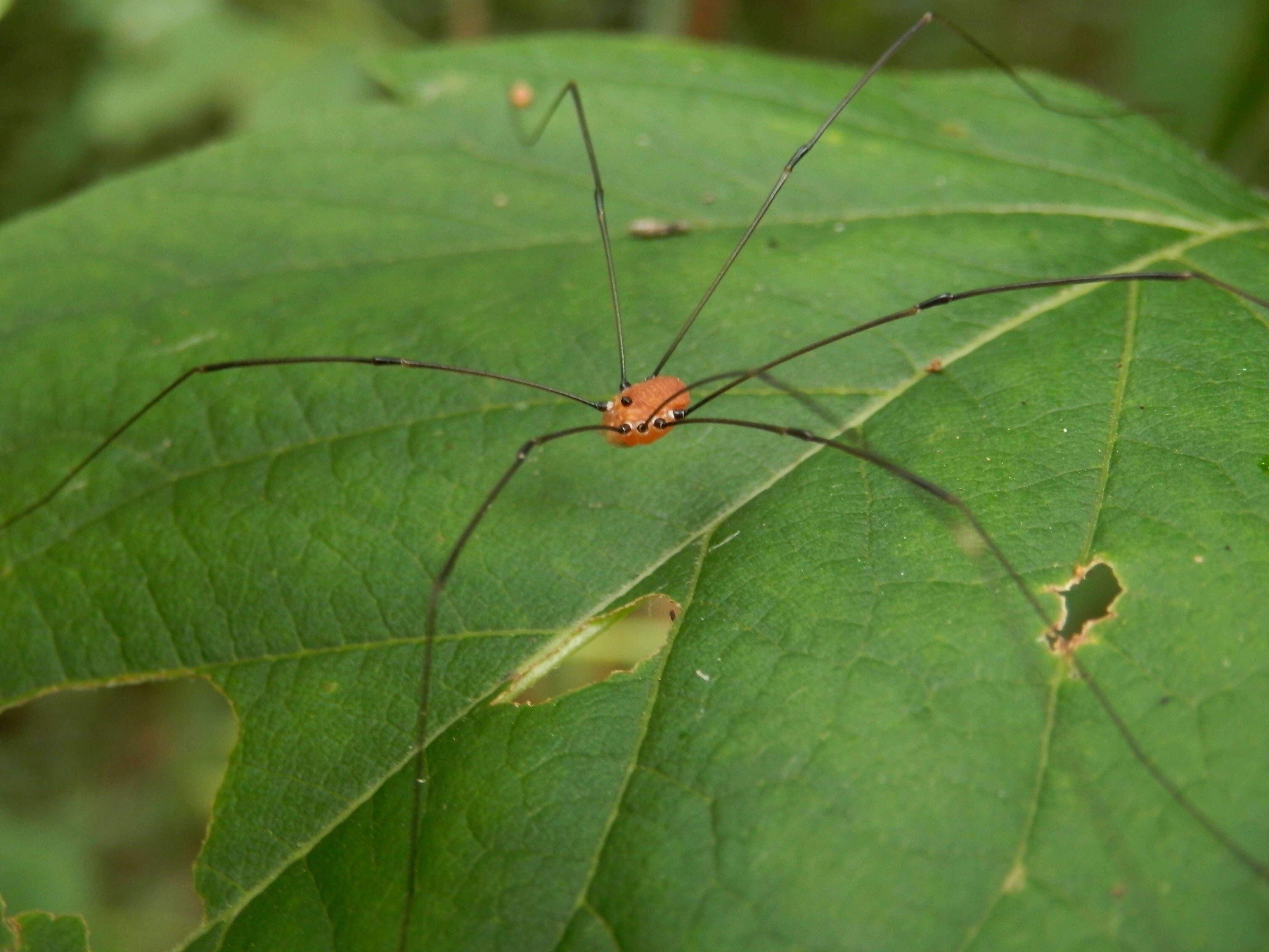 Image of Leiobunum aldrichi (Weed 1893)