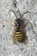 Dolichovespula saxonica (Fabricius 1793)的圖片