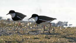 Erythrogonys Gould 1838 resmi