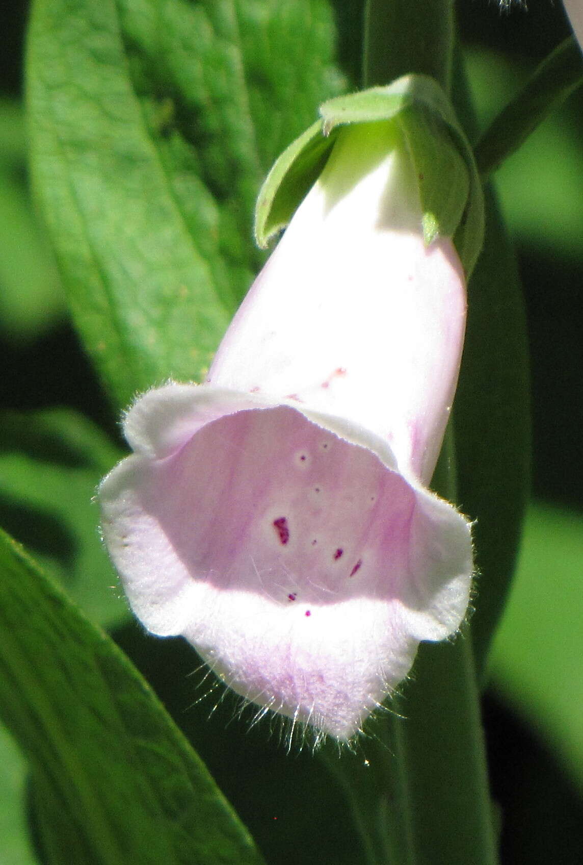 Imagem de Digitalis purpurea L.