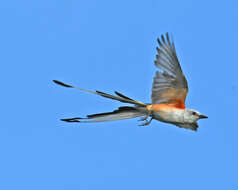 Image of Scissor-tailed Flycatcher