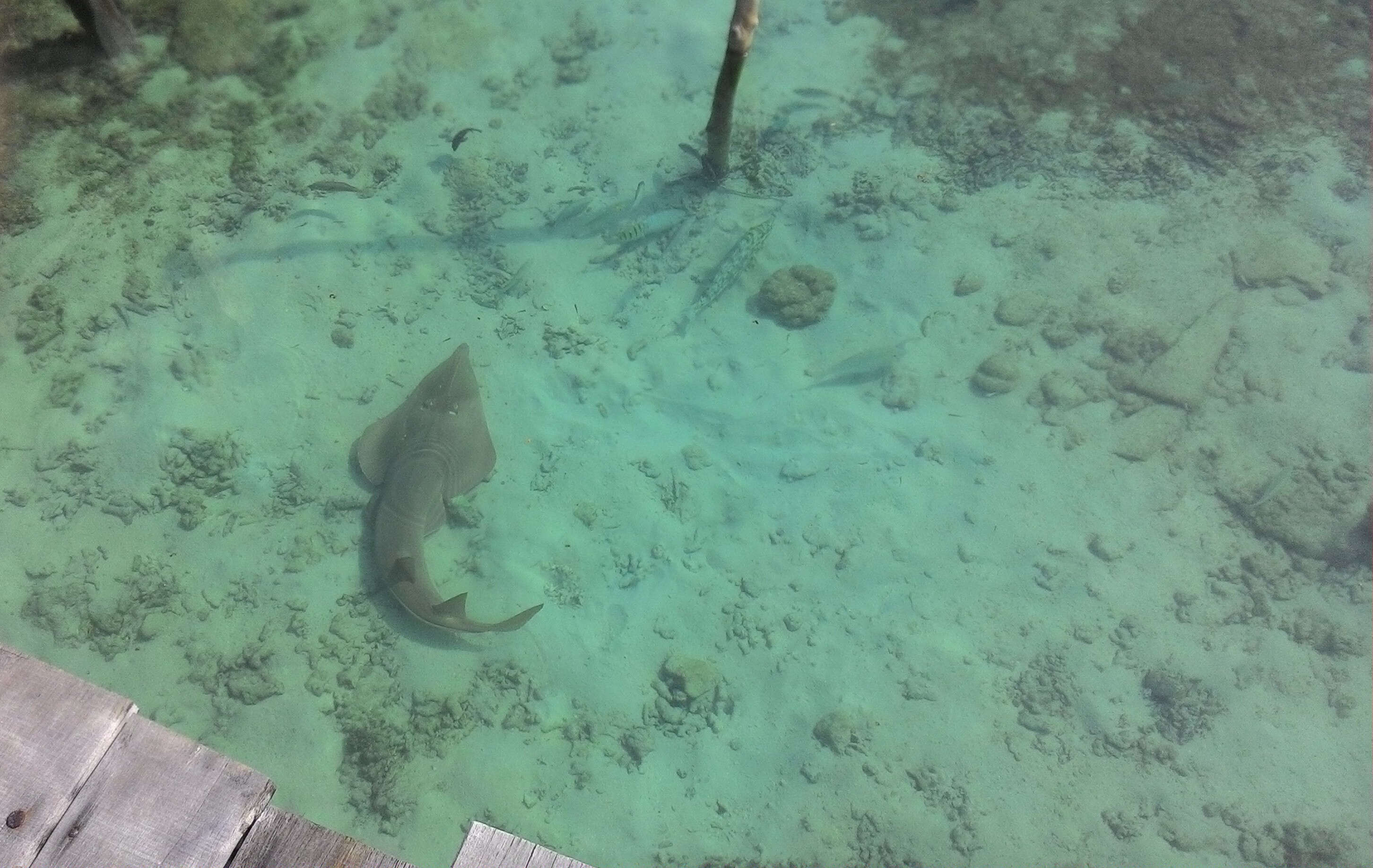 Image of Common Shovelnose Ray