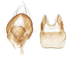 Image of root-maggot flies