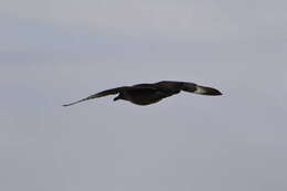 Image of Brown Skua