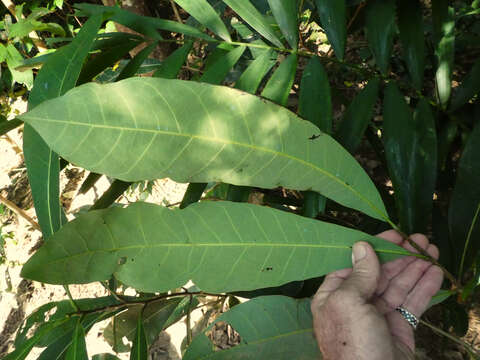 Image of Semecarpus australiensis Engl.