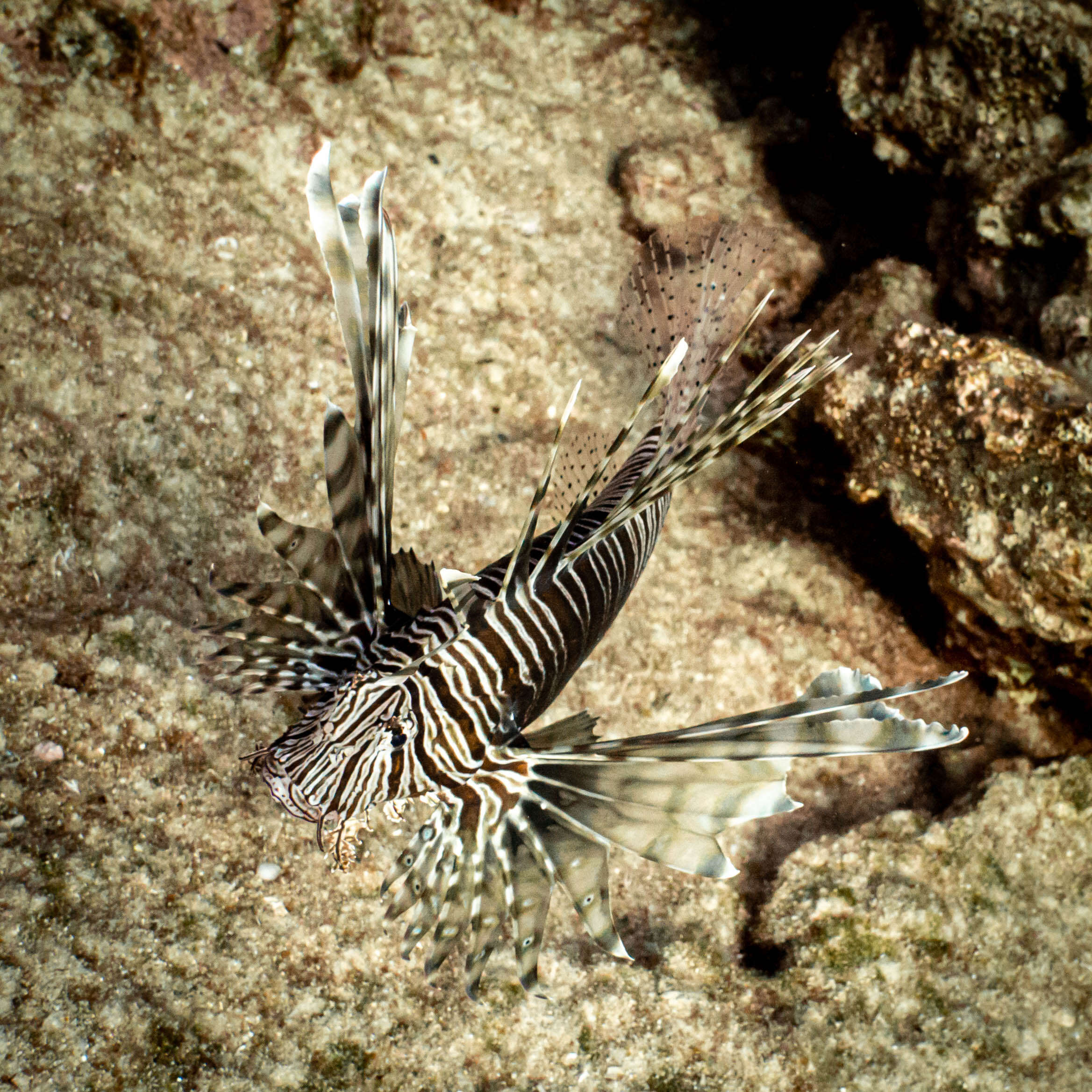 Image of Pterois