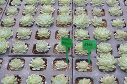 Image of Echeveria elegans Rose