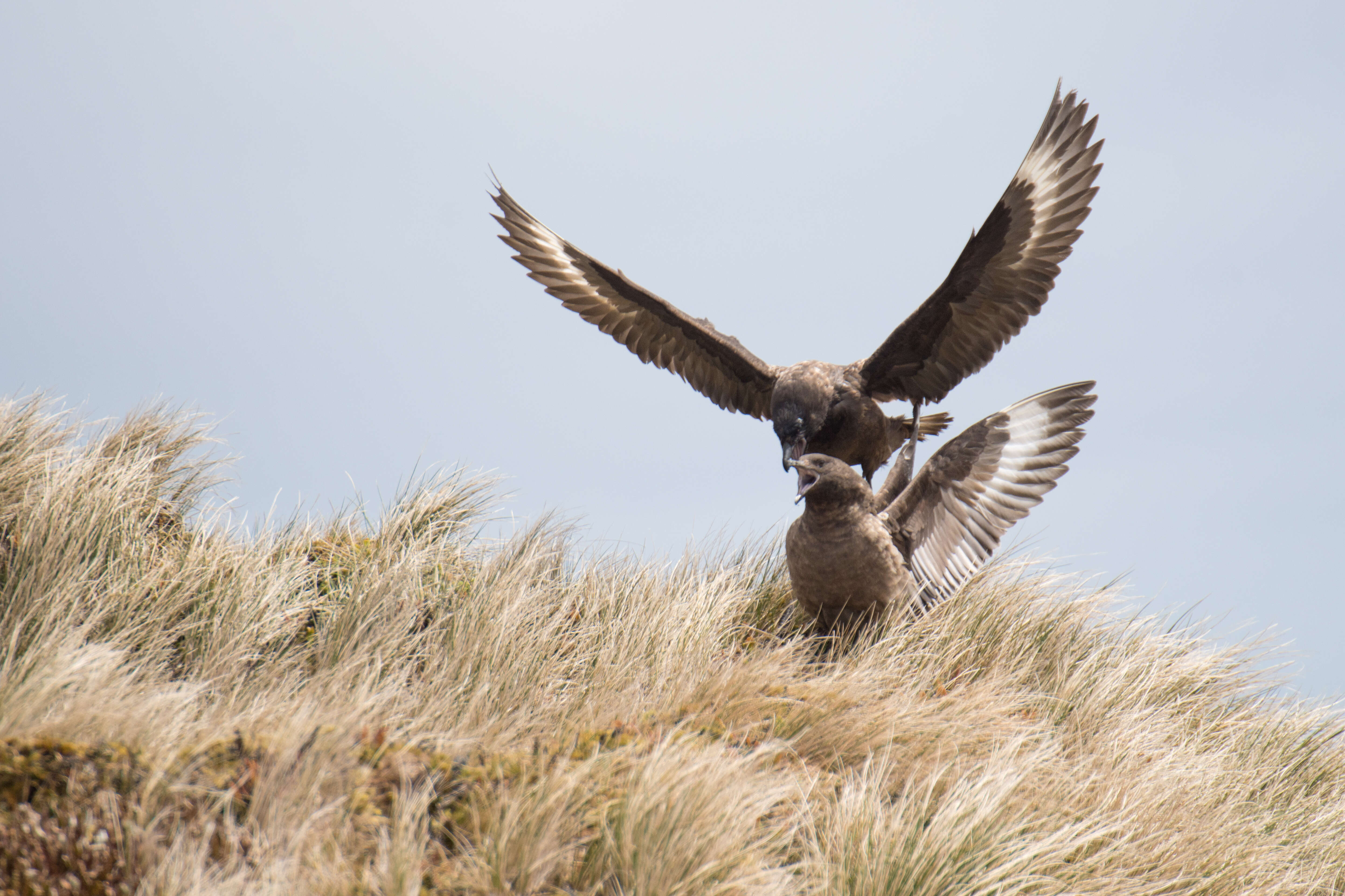 Image of Brown Skua