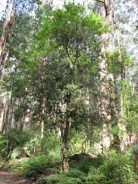 Image of Persoonia arborea F. Müll.