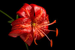 Lilium davidii Duch. ex Elwes resmi