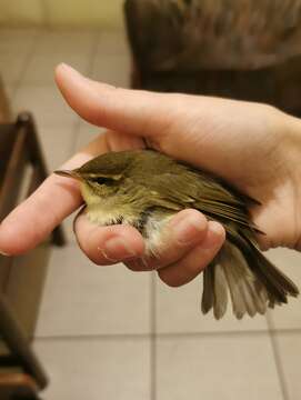 Image of Kamchatka Leaf Warbler