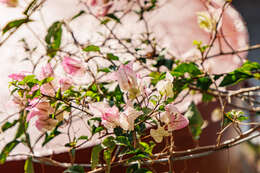 Слика од Bougainvillea