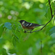 Setophaga castanea (Wilson & A 1810) resmi