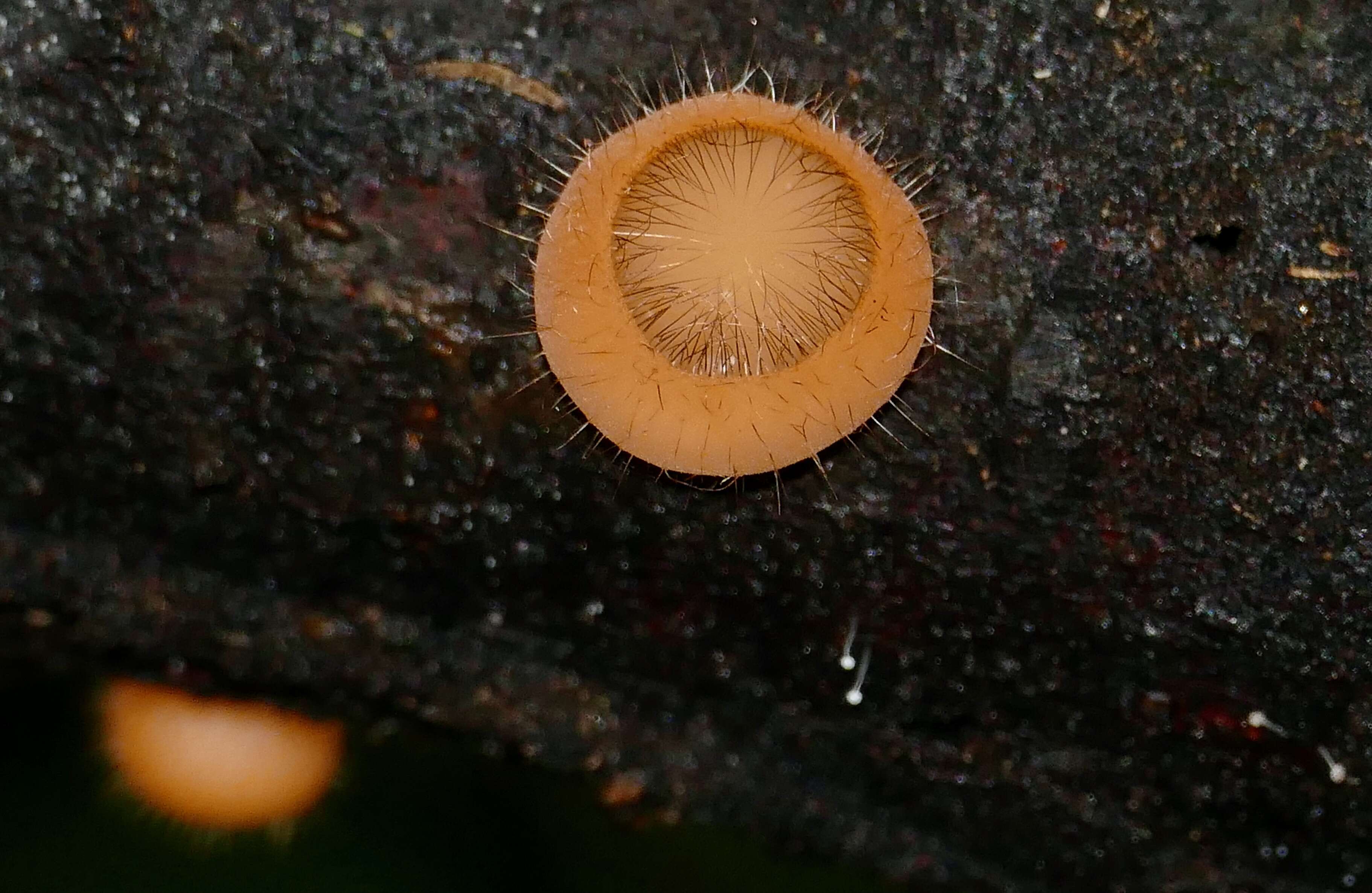 Image of Cookeina tricholoma (Mont.) Kuntze 1891