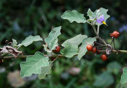 Plancia ëd Solanum violaceum Ortega