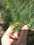 Image of Brush Cypress Pine