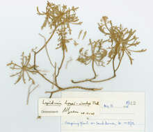 Sivun Lepidium howei-insulae Thell. kuva