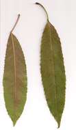 Image of Elaeocarpus kirtonii F. Müll. ex F. M. Bailey