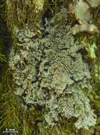 Image of Rimmed shingle lichen