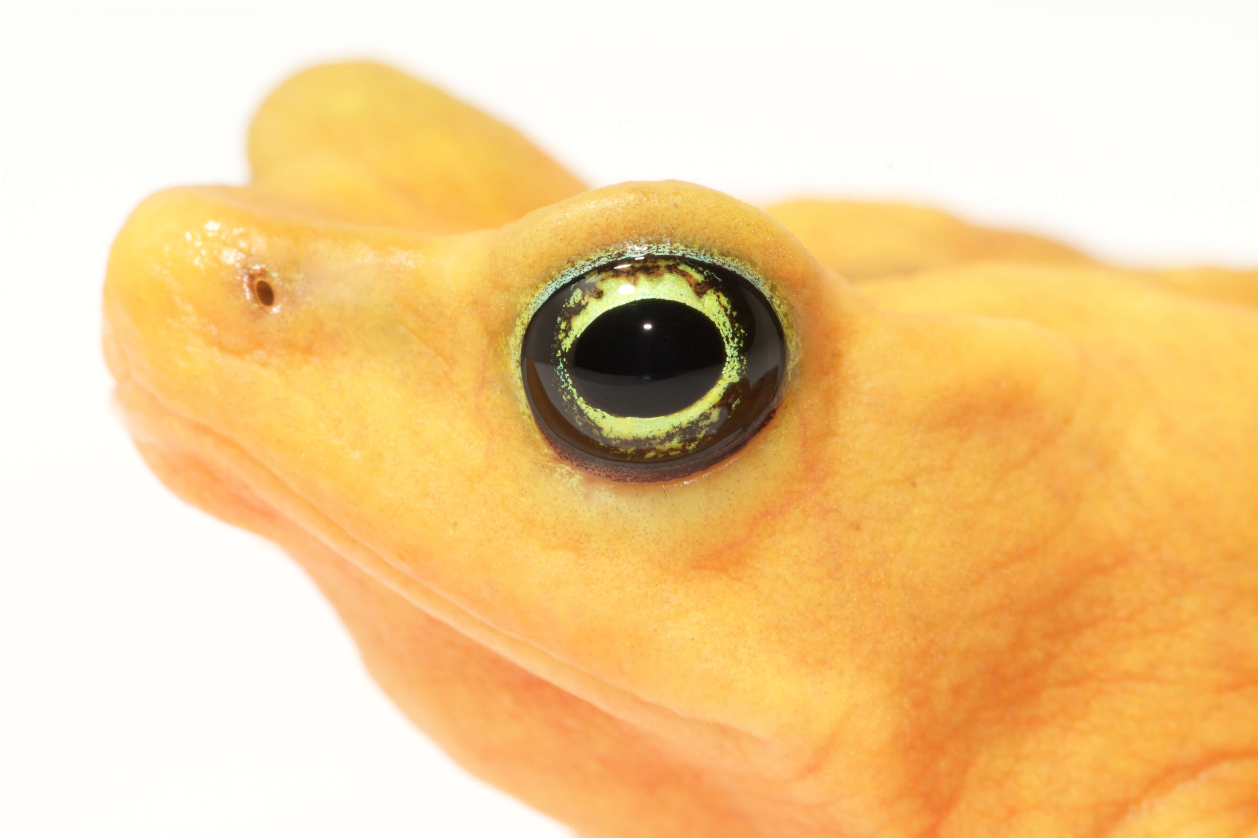 Image of Golden arrow poison frog